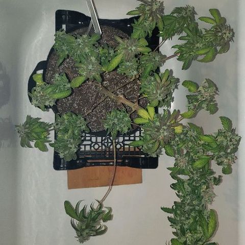 Smurf Punch F1 #3 (Female)  growlog timeline photo