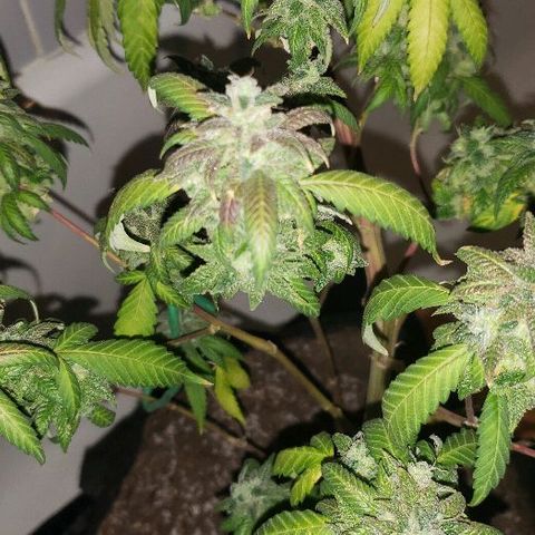 Smurf Punch F1 #3 (Female)  growlog timeline photo