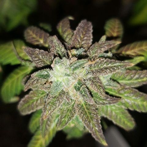 Smurf Punch F1 #3 (Female)  growlog timeline photo