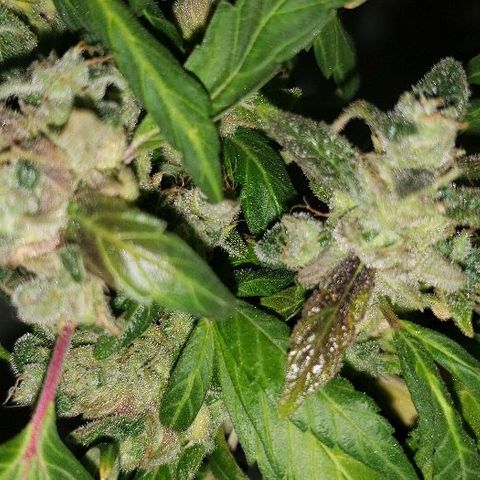 Smurf Punch F1 #3 (Female)  growlog timeline photo