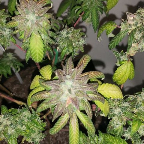 Smurf Punch F1 #3 (Female)  growlog timeline photo