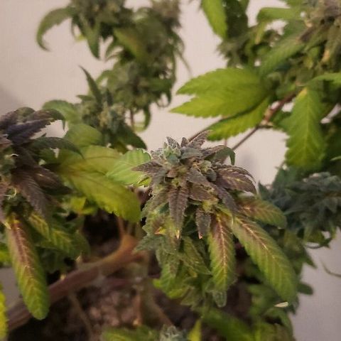 Smurf Punch F1 #3 (Female)  growlog timeline photo