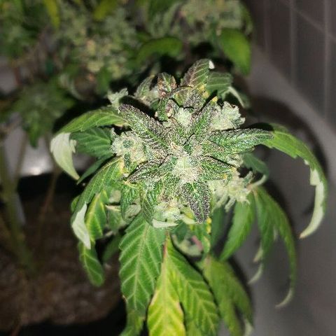 Smurf Punch F1 #3 (Female)  growlog timeline photo