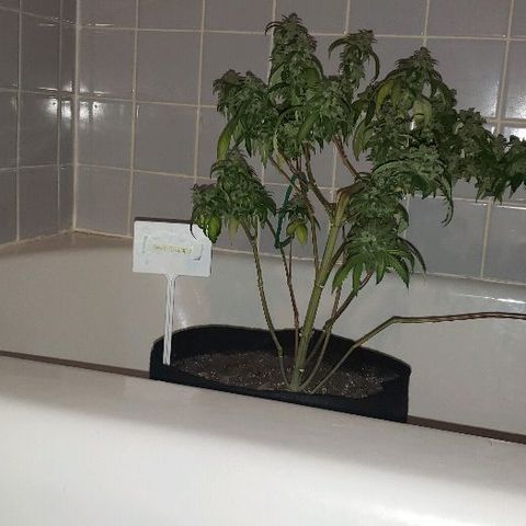 Smurf Punch F1 #3 (Female)  growlog timeline photo