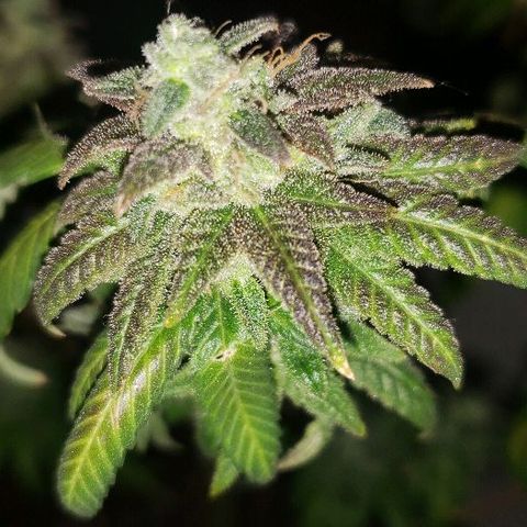 Smurf Punch F1 #3 (Female)  growlog timeline photo