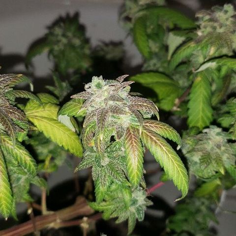 Smurf Punch F1 #3 (Female)  growlog timeline photo