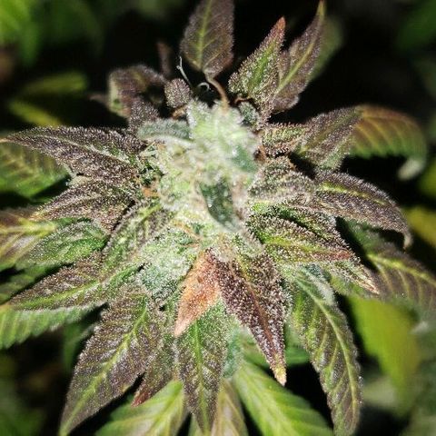 Smurf Punch F1 #3 (Female)  growlog timeline photo