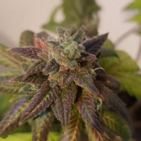 Smurf Punch F1 #3 (Female)  growlog timeline photo
