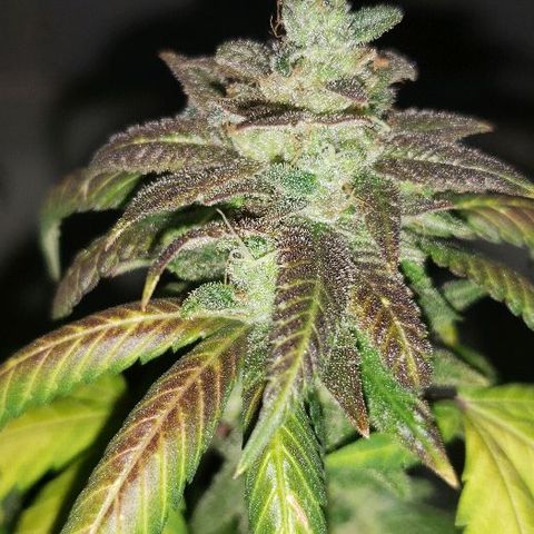 Smurf Punch F1 #3 (Female)  growlog timeline photo