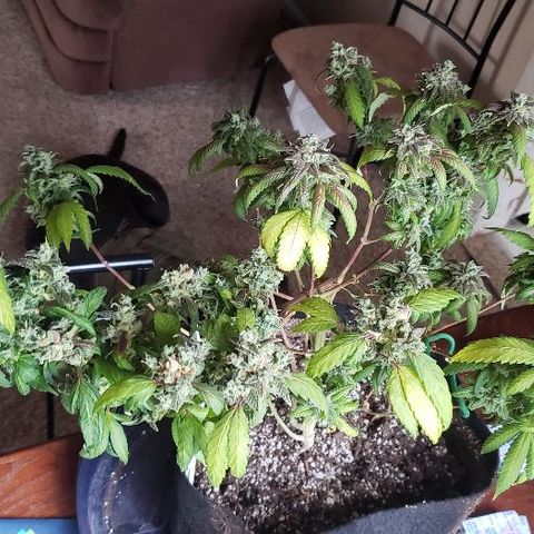 Smurf Punch F1 #3 (Female)  growlog timeline photo