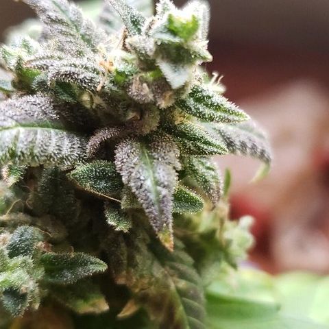 Smurf Punch F1 #3 (Female)  growlog timeline photo