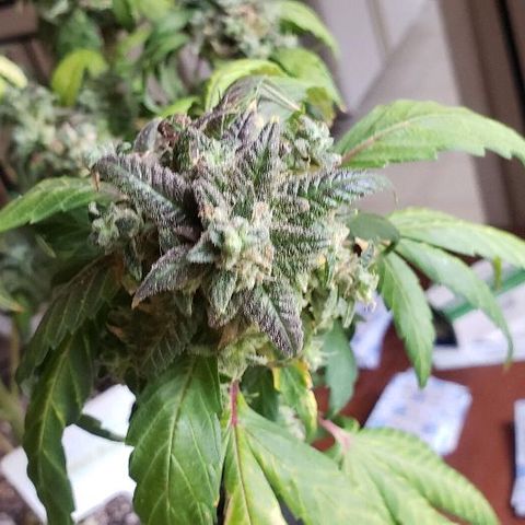 Smurf Punch F1 #3 (Female)  growlog timeline photo