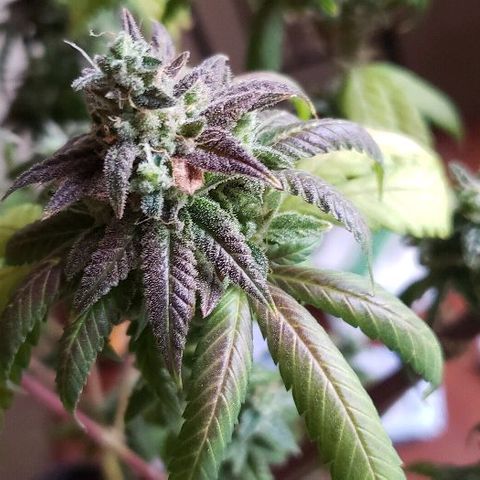 Smurf Punch F1 #3 (Female)  growlog timeline photo