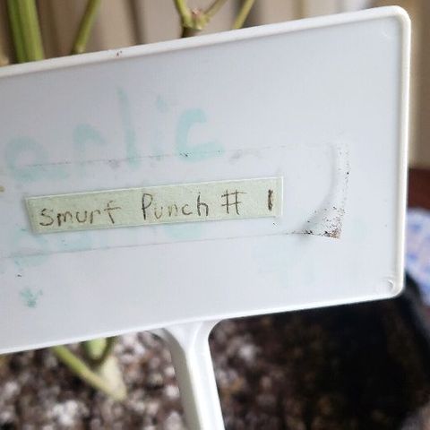Smurf Punch F1 #3 (Female)  growlog timeline photo