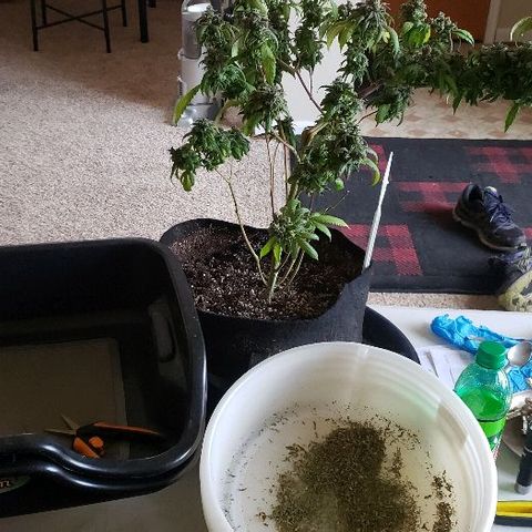 Smurf Punch F1 #3 (Female)  growlog timeline photo