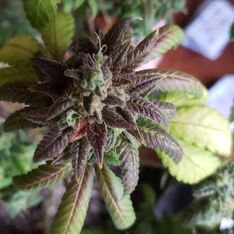 Smurf Punch F1 #3 (Female)  growlog timeline photo