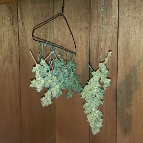 Smurf Punch F1 #3 (Female)  growlog timeline photo