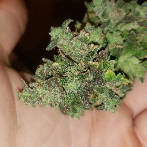 Smurf Punch F1 #3 (Female)  growlog timeline photo