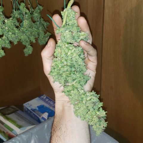 Smurf Punch F1 #3 (Female)  growlog timeline photo