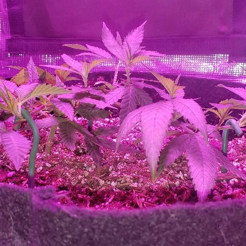 Smurf Punch #3 (Female)(Clone #3) growlog timeline photo
