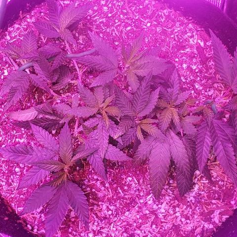 Smurf Punch #3 (Female)(Clone #3) growlog timeline photo
