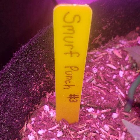 Smurf Punch #3 (Female)(Clone #3) growlog timeline photo