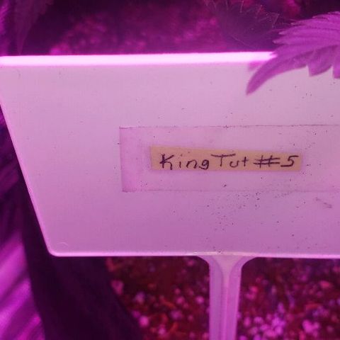 King Tut #5 (Fem)(momma) growlog timeline photo