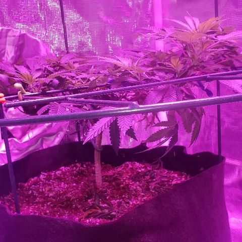 King Tut #5 (Fem)(momma) growlog timeline photo