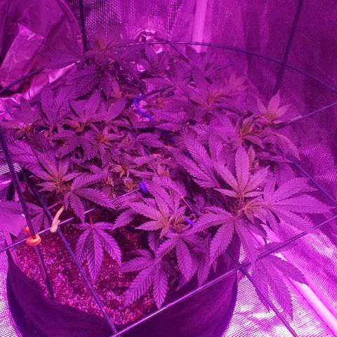 King Tut #5 (Fem)(momma) growlog timeline photo