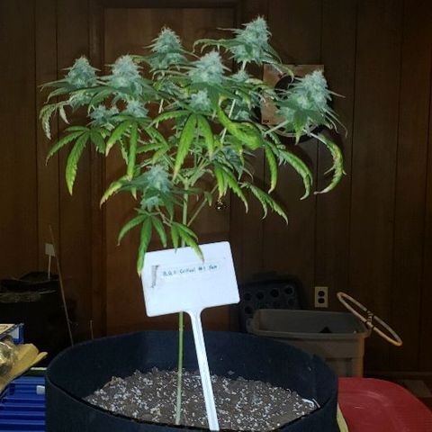 R.Q.S. Critical #1 (Fem) growlog photo: Day 47 of flower