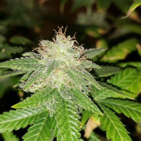 R.Q.S. Critical #1 (Fem) growlog photo: Day 47 of flower