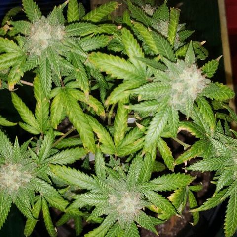 R.Q.S. Critical #1 (Fem) growlog photo: Day 47 of flower