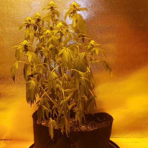 OG Kush #1 (Fem) growlog timeline photo