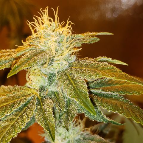 OG Kush #1 (Fem) growlog timeline photo