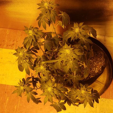 OG Kush #1 (Fem) growlog timeline photo