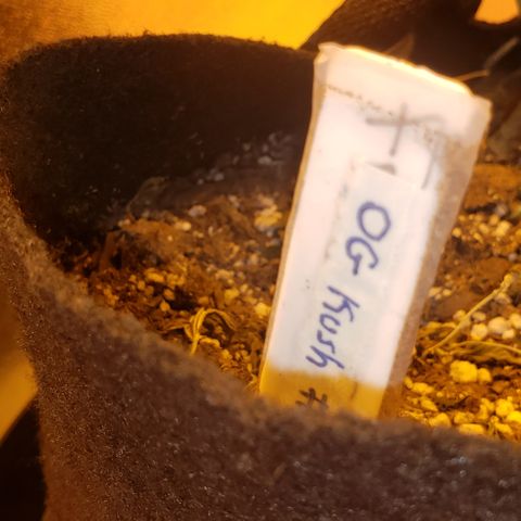 OG Kush #1 (Fem) growlog timeline photo