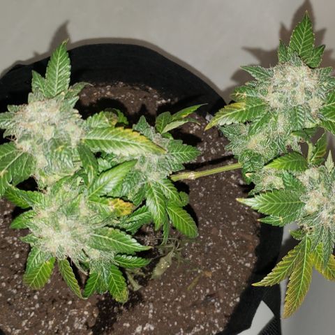 Red Diesel #1 (Fem) growlog timeline photo