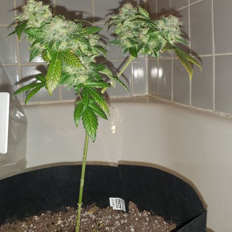 Red Diesel #1 (Fem) growlog timeline photo