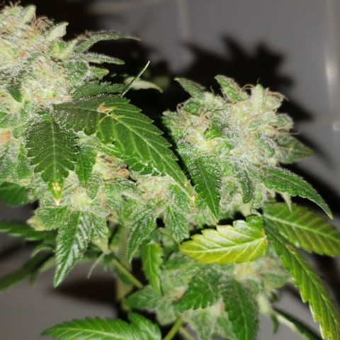 Red Diesel #1 (Fem) growlog timeline photo