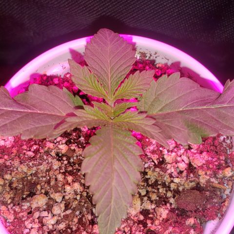 Smurf Punch F1 #4 (Female) growlog timeline photo