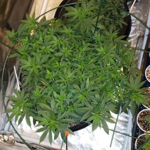 King Tut #5 (Fem)(momma) growlog timeline photo