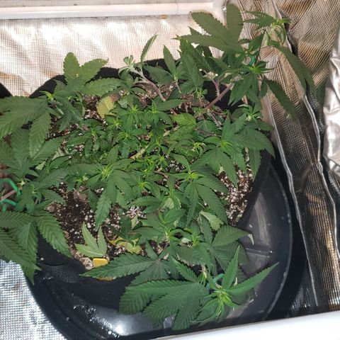 Smurf Punch #3 (Female)(Clone #3) growlog timeline photo