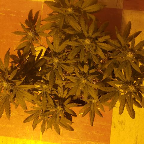 Triple Cheese #1(Fem) growlog timeline photo