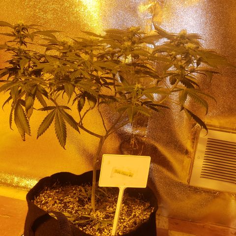 Triple Cheese #1(Fem) growlog timeline photo