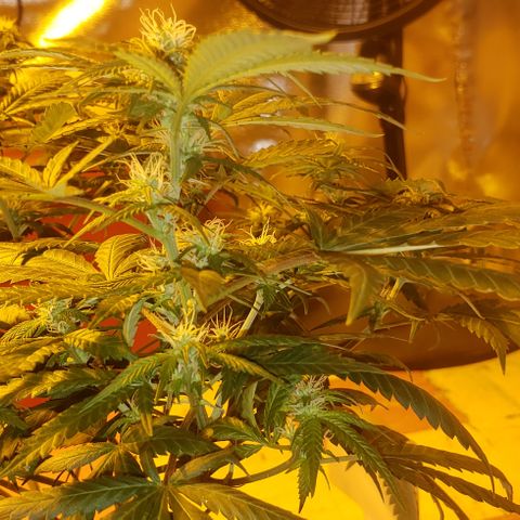 Triple Cheese #1(Fem) growlog timeline photo
