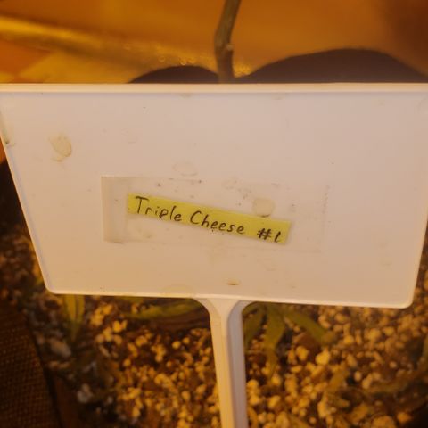 Triple Cheese #1(Fem) growlog timeline photo