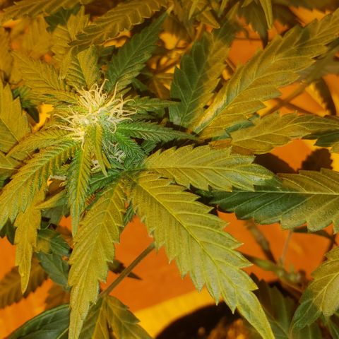Triple Cheese #1(Fem) growlog timeline photo