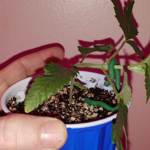 Smurf Punch F1 #4 (Female) growlog timeline photo
