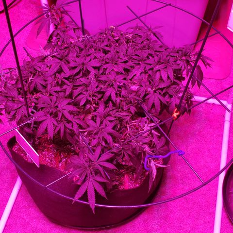 King Tut #5 (Fem)(momma) growlog timeline photo