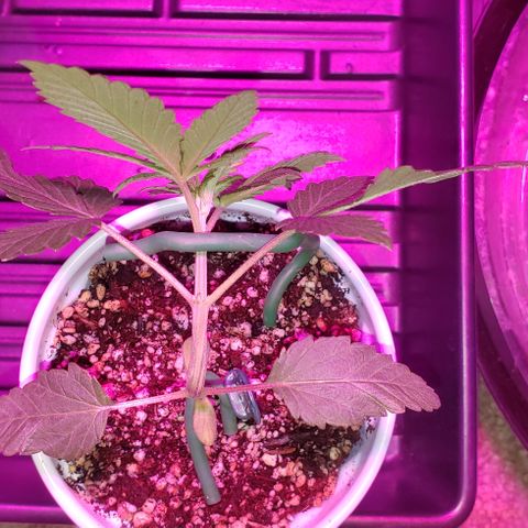 Smurf Punch F1 #4 (Female) growlog timeline photo